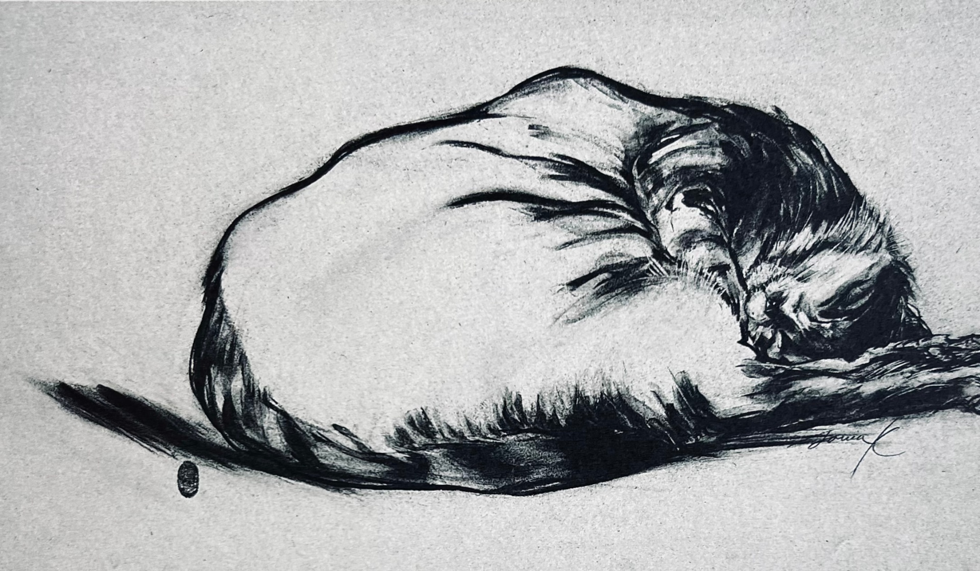 Chat endormi — Kohlezeichnung von Sonja Knapp