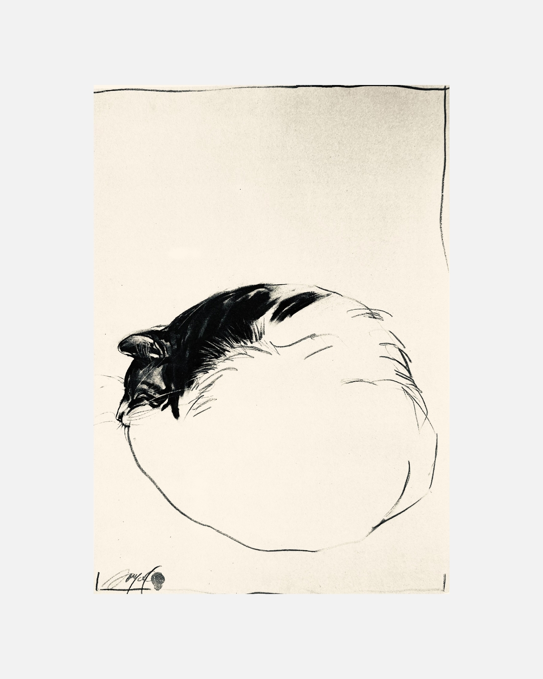 Chat en boule — Fusain de Sonja Knapp